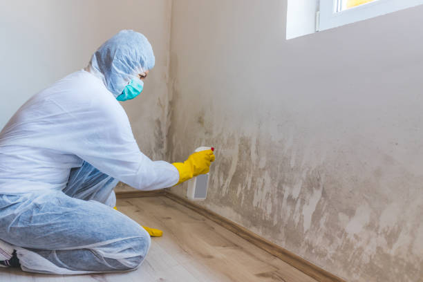 Licensed Basement Mold Removal service in Rockaway, NJ - WQB Mold Removal