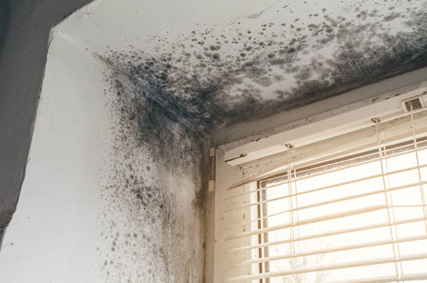 Affordable Basement Mold Removal solutions in Rockaway, NJ