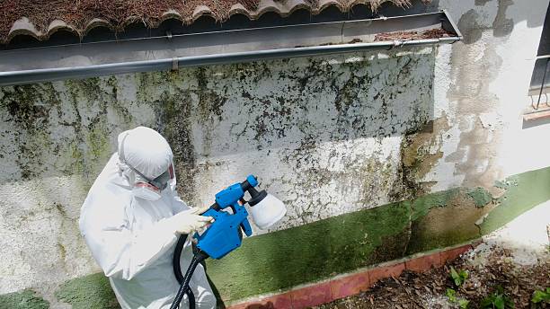 Top rated local Basement Mold Removal specialists in Rockaway, NJ